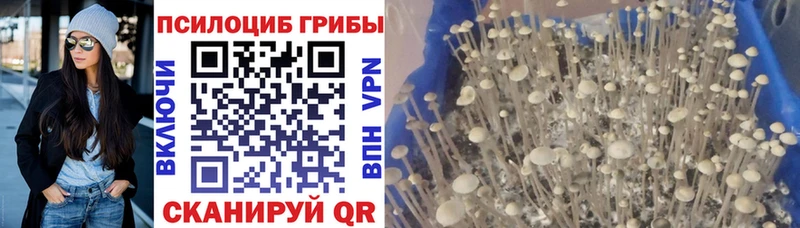 Галлюциногенные грибы Psilocybine cubensis  наркота  Брянск 